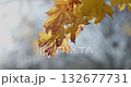 autumn leaves on a tree branch in a park or forest on a rainy autumn day 132677731