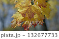 yellowed autumn leaves on a tree branch in a park or forest on an autumn day 132677733