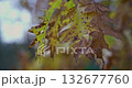 yellowed autumn leaves on a tree branch in a park or forest on an autumn day 132677760