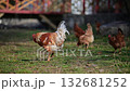 Rooster and chickens are eating grass in a field. The grass is green and the chickens are brown. The scene is peaceful and calm 132681252
