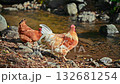 Rooster and chicken drinking water in river. One of them is brown and the other is white. The water is clear and calm 132681254