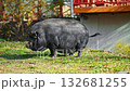 A big black pig is peeing on the grass 132681255