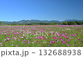 Cosmos blooming at Saitobaru Tomb in Miyazaki Prefecture 132688938