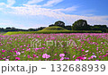 Cosmos blooming at Saitobaru Tomb in Miyazaki Prefecture 132688939