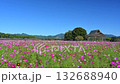 Cosmos blooming at Saitobaru Tomb in Miyazaki Prefecture 132688940
