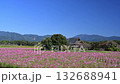 Cosmos blooming at Saitobaru Tomb in Miyazaki Prefecture 132688941