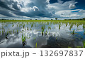 Waterlogged and flooded rice fields with furrows, recent heavy rainfall during the growing rain season, global warming and climate change concept 4k 132697837