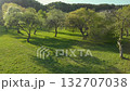 Beautiful aerial view of an old apple orchard in late spring. 132707038