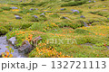 Alpine plants and stone slopes 132721113