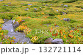 Alpine plants and stone slopes 132721114