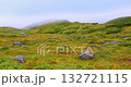 Alpine plants and stone slopes 132721115
