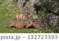 The radiated tortoise, Astrochelys radiata. This species is Critically Endangered and native to and most abundant in southern Madagascar. 132723393