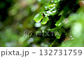 Drops dripping from the tips of moss leaves 132731759