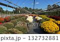 Greenhouse with blooming chrysanthemums, sunlit greenhouse filled with colorful flower arrangements 132732881