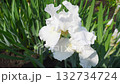 White iris bloom with water droplets 132734724