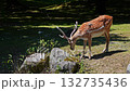 The fallow deer, Dama mesopotamica is a ruminant mammal belonging to the family Cervidae. 132735436