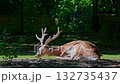 The fallow deer, Dama mesopotamica is a ruminant mammal belonging to the family Cervidae. 132735437