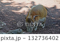 Red river hog, Potamochoerus porcus, also known as the bush pig. This pig has an acute sense of smell to locate food underground. 132736402