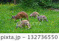 The red kangaroo, Macropus rufus is the largest of all kangaroos, the largest terrestrial mammal native to Australia, and the largest extant marsupial. 132736550