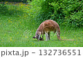 The red kangaroo, Macropus rufus is the largest of all kangaroos, the largest terrestrial mammal native to Australia, and the largest extant marsupial. 132736551