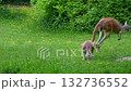 The red kangaroo, Macropus rufus is the largest of all kangaroos, the largest terrestrial mammal native to Australia, and the largest extant marsupial. 132736552