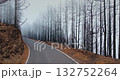 Winding mountain road cuts through a post wildfire Tenerife forest of charred pine trunks and dense fog, a desolate landscape showing ecological devastation and recovery signs Winding mountain road cuts through a post wildfire Tenerife forest of charred pine trunks and dense fog, a desolate landscape showing ecological devastation and recovery signs 132752264