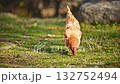 A rooster is eating grass in a field. The grass is green and the chicken is brown. The scene is peaceful and calm 132752494