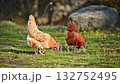 Rooster and chickens are eating grass in a field. The grass is green and the chickens are brown. The scene is peaceful and calm 132752495