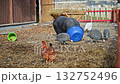 A group of chickens are gathered around a blue bucket. The bucket is placed on the ground and is surrounded by a pile of straw. The chickens are pecking at the bucket, likely searching for food 132752496