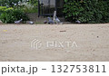 鴿子 132753811