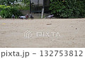 鴿子 132753812