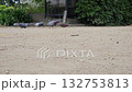 鴿子 132753813