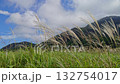 Hakone pampas grass swaying in the wind 132754017