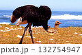 Wild ostrich on the coast near Cape of Good Hope, South Africa 132754947