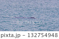 Two whales swim on the ocean's surface. 132754948