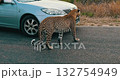 Male leopard walks along a road in Kruger Park. 132754949