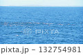 Large pod of dolphins pursues a school of fish in the open ocean. 132754981