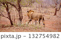 Lion walks leisurely through the savannah in Kruger Park. 132754982