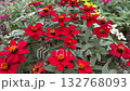 A peaceful garden scene with red zinnia flowers swaying beautifully in the breeze. 132768093