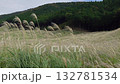 A vast pampas grass field swaying in the wind 132781534