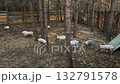 Wide shot displays group of piglets exploring forest enclosure surrounded by tall trees and rustic wooden fence, animals forage for food on textured earth in peaceful, natural setting. 132791578