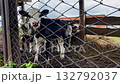 Group of curious calves standing in muddy pen behind metal mesh fence, black and white coats and gentle eyes create peaceful farm atmosphere surrounded by rustic structures. 132792037