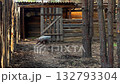 Farm composition presents piglets foraging near weathered wooden door, log-built barn and textured plank fencing provide rough rural backdrop for young animals energetic search. 132793304