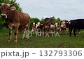 Foreground is dominated by large cows, inquisitive faces fill bottom of frame while group of calves and adult cattle gathers closely behind, lush greenery surrounds farm scene. 132793306