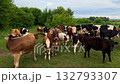 Rural landscape presents herd of mixed-age cows and calves in bright summer field, animals cluster near center while trees and wildflowers frame authentic farm setting. 132793307