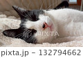 A black and white cat stretches and relaxes on a soft beige blanket. The cozy texture and peaceful pose capture a moment of calm domestic comfort 132794662