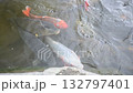 池の鯉 132797401