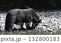 Brown Bear eating salmon. Grizzly bear foraging in fall, fishing for salmon. Brown Bear in river in coastal British Columbia near Bute inlet and Campbell River. Amazing animals and wildlife in Canada. 132800183