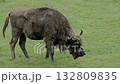 A mighty European bison eats grass in a green meadow 132809835