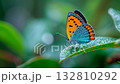 Colorful butterfly perched on a green leaf in a vibrant garden during a sunny day 132810292
